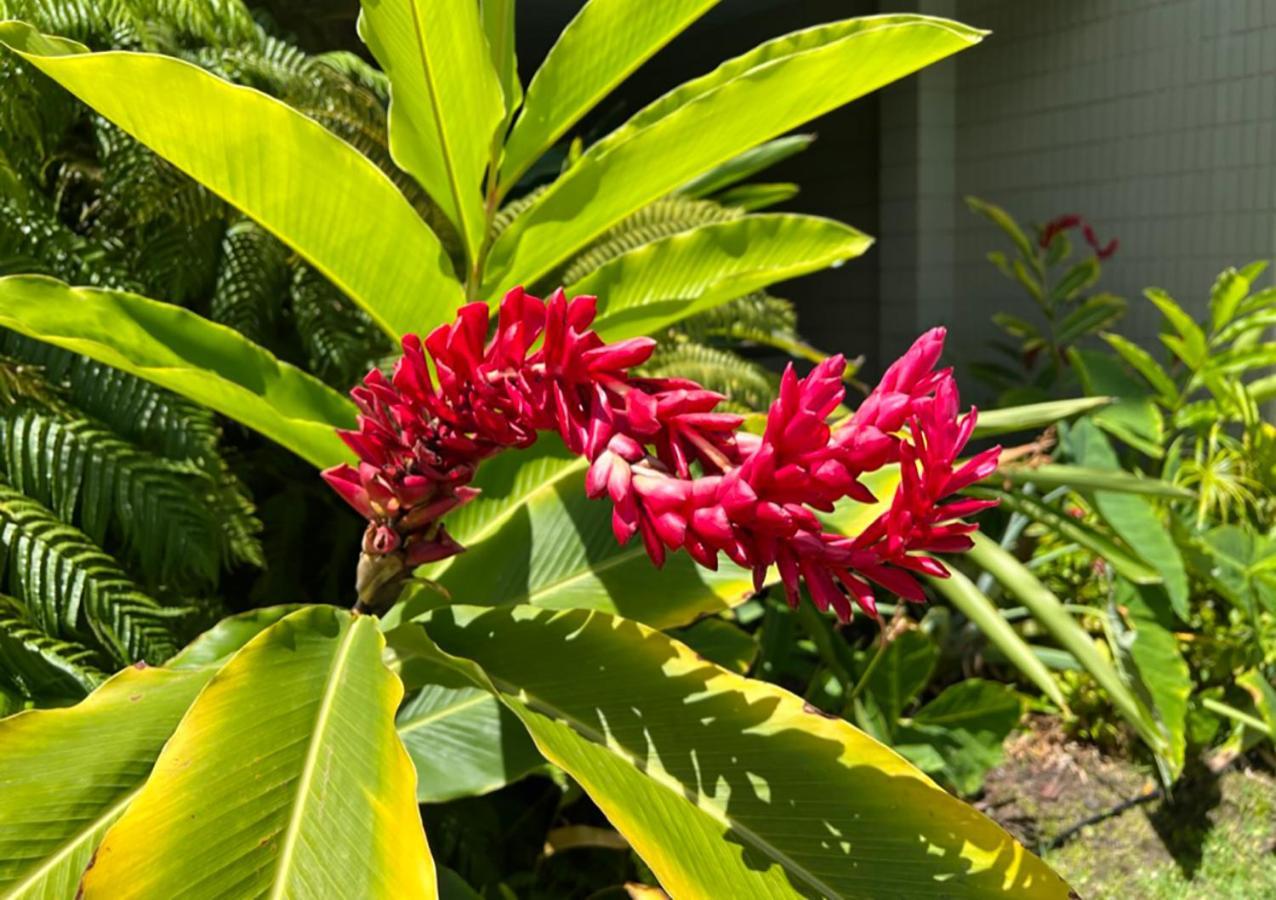 Kona Magic Ali'I - Top Floor Views, Pool, Beach, Sunsets Kailua-Kona Exterior foto